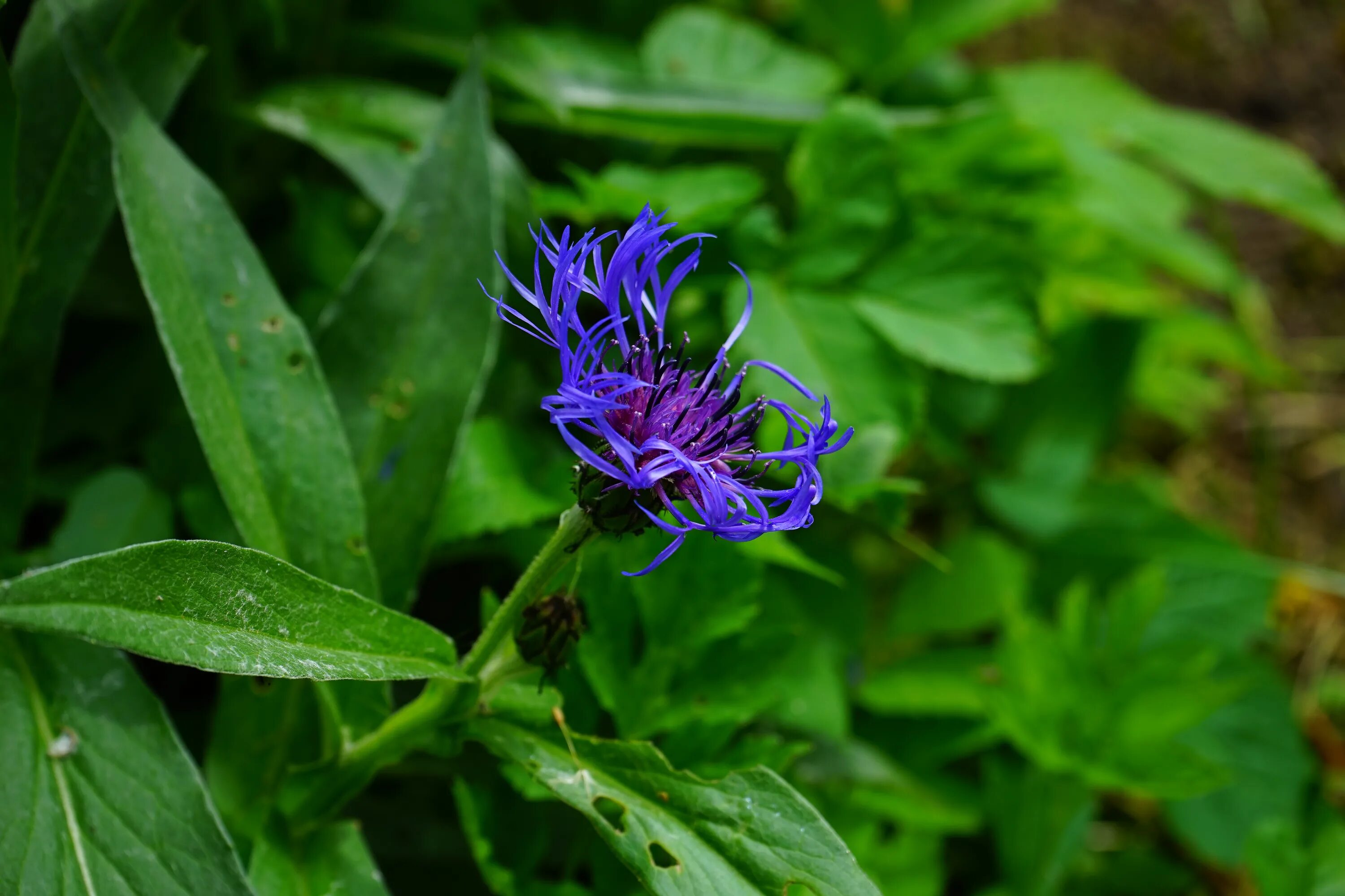 Травянистое растение синего цвета. Василек иволистный. Centaurea pulchra Major. Василек цветок листья. Василек прекрасный (Centaurea pulcherrima.