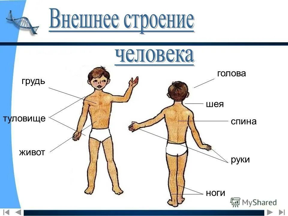 Голова ноги туловище. Внешнее строение тела человека. Строение человека части тела. Презентация части тела человека. Sytiytt строение человека.