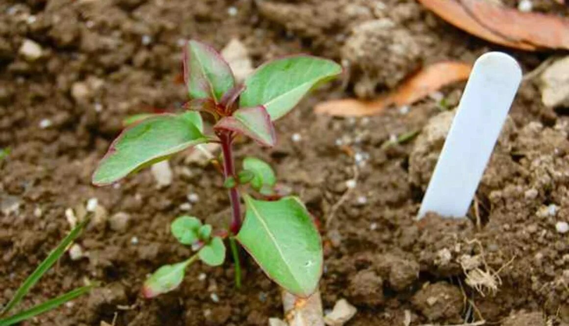 кларкия изящная выращивание рассады. кларкия арианна. кларкия изящная всходы. кларкия изящная смесь окрасок. кларкия изящная выращивание рассады.