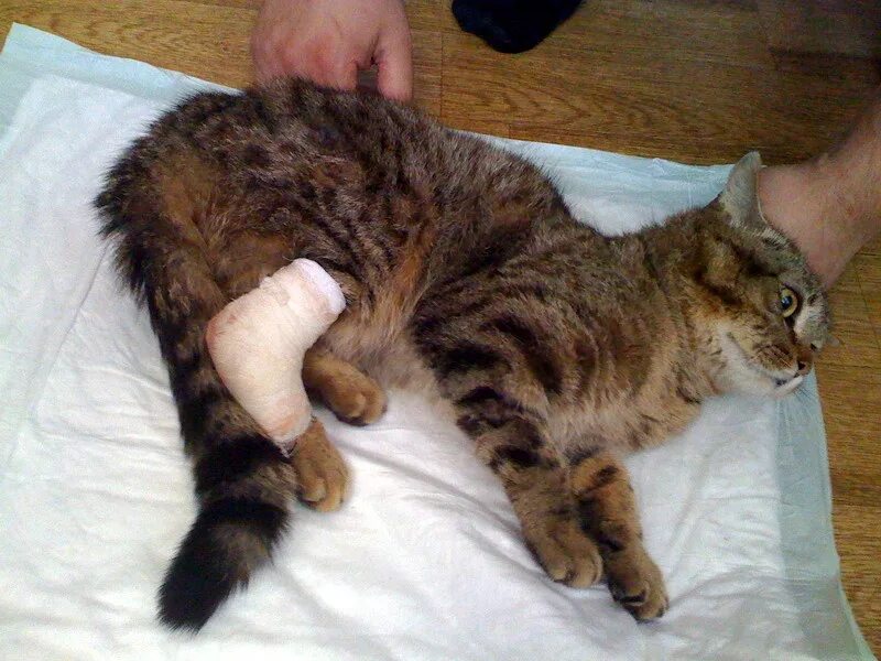 Кот со сломанной лапой. Котенок с заюинтованой лапкой. котёнок с перебинтованной лапой.