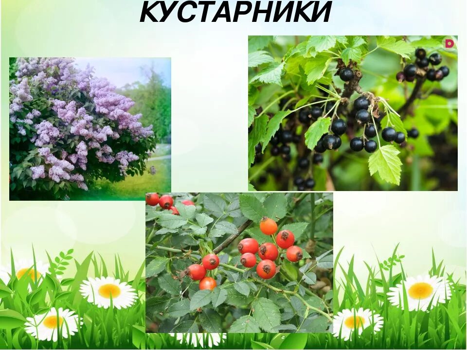 Семейство Розоцветные - число частей цветка, общая характеристика растений, приз
