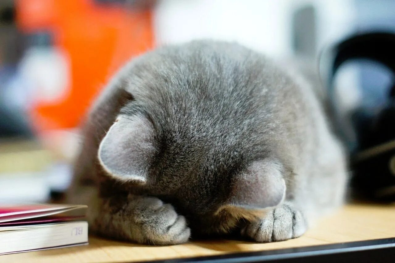 Уставшая девушка. Ничего не хочется делать все лень. Ничего не хочется делать все лень. Ничего не хочется делать все лень. Стих про лентяя.