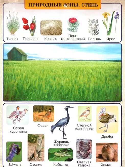 Растительное сообщество степь. Степь природная зона. Растения и животные степи. Степь животный и растительный мир плакат.