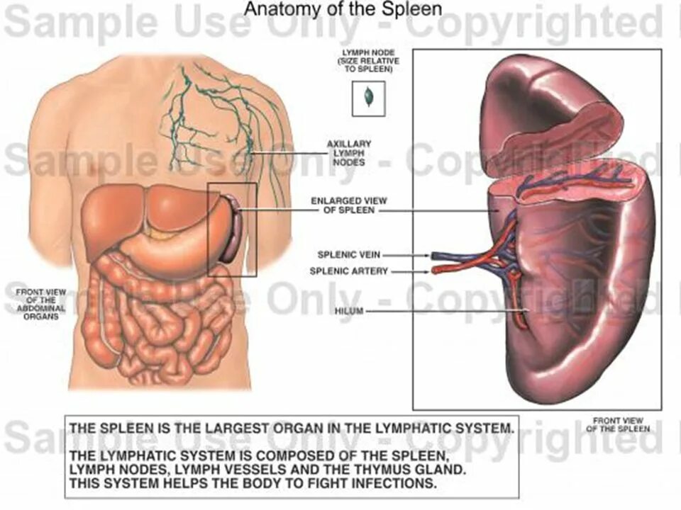 Селезенка за что отвечает. Spleen Anatomy Parts. Селезенка за что отвечает и где находится