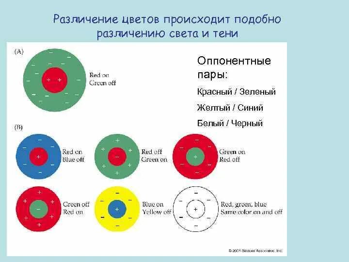 Цветовое зрение физиология