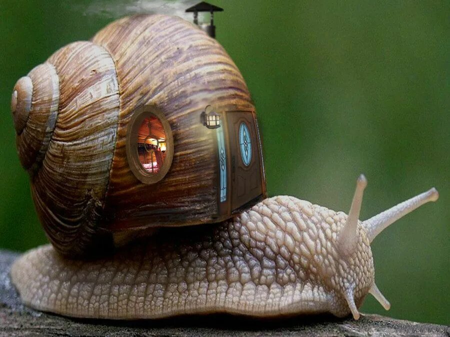Домик для улитки. Улитка нассариус. улитка голиаф аквариумная. powelliphanta улитка. астролюксы улитки.