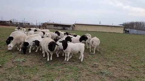 Дорпер на авито