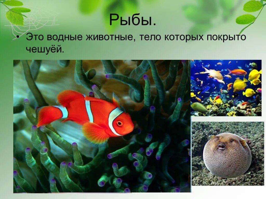 Разнообразие животных рыбы. Водные животные тело покрыто чешуей. разнообразие рыб 3 класс. разнообразие животных 3 класс окружающий мир рыбы.