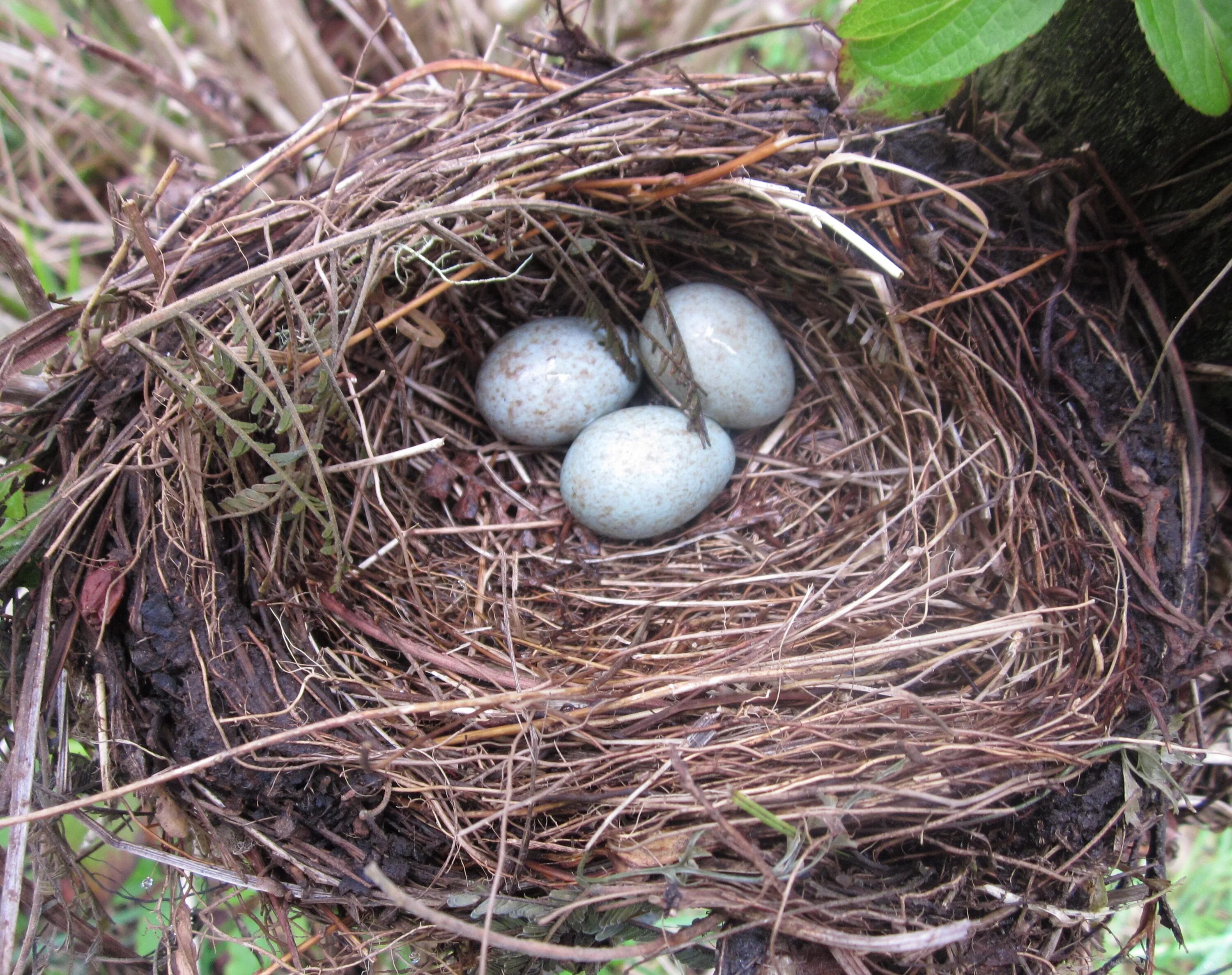 Gold bird s nest. Гнездо для птиц.. Птичье гнездо. Гнездовые птицы. Гнездо картинка.