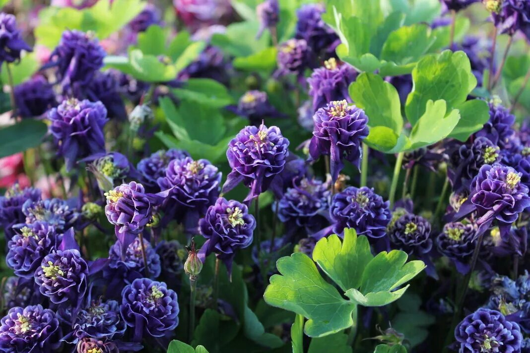 Аквилегия barlow black. Махровая королевская аквилегия. Аквилегия винки синяя. Аквилегия темная башня. Аквилегия гавриш синяя.