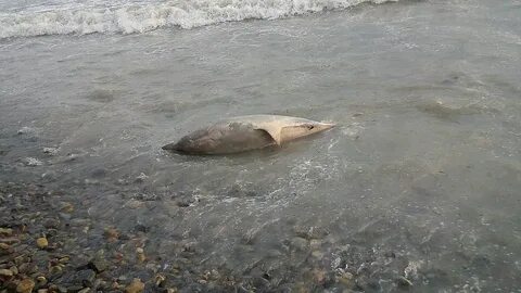 Погибающие море