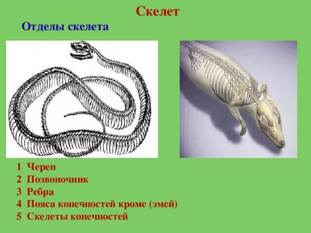 Какое тело у змей. Скелет змеи строение. Строение конечностей змей. Змея строение скелета. Отделы скелета змеи.