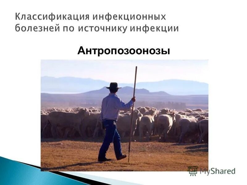 Зоонозные инфекции передаются через