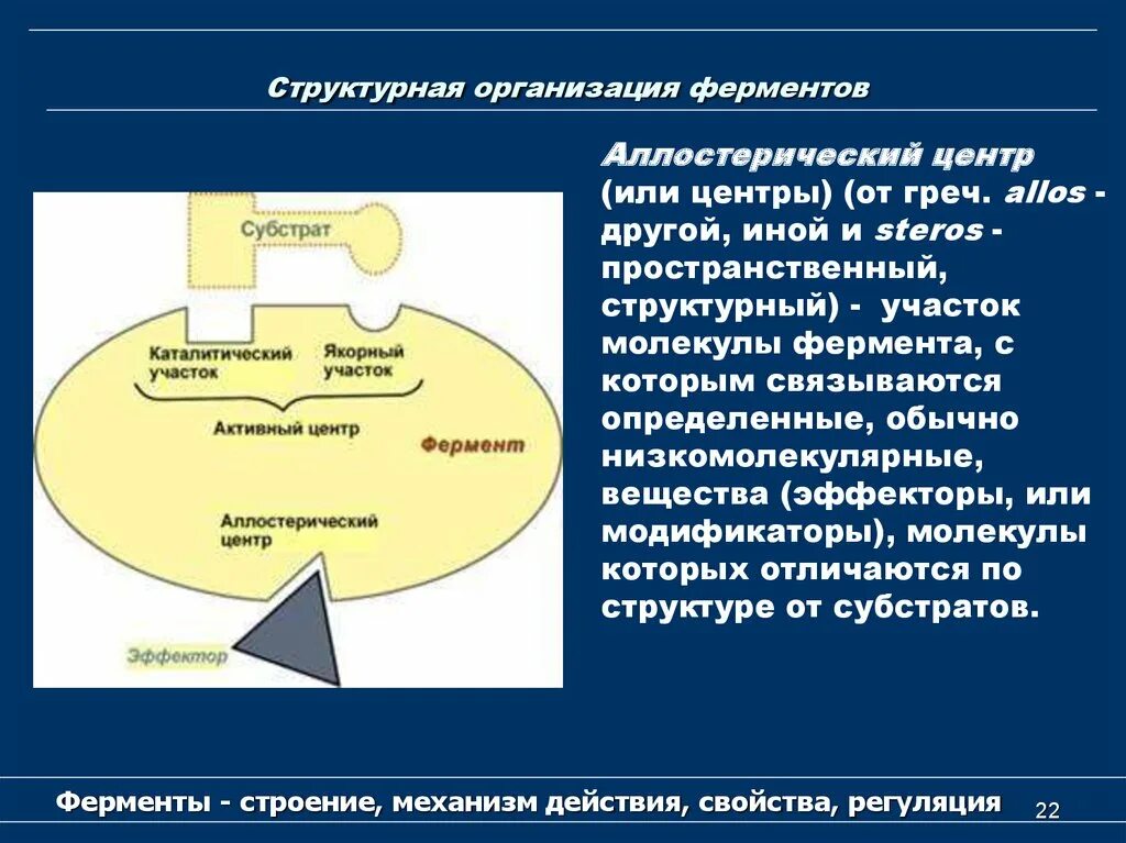 Состав центров ферментов. Активный центр фермента биохимия. Структурно-функциональная организация ферментов. Активный и аллостерический центры ферментов биохимия. Структурная организация ферментов.