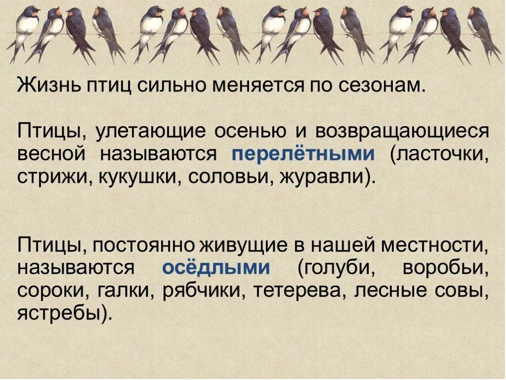 Слово оседлый. Птицы для презентации. Презентация по теме птицы. Перелетные птицы презентация. Презентация про птиц 2 класс.