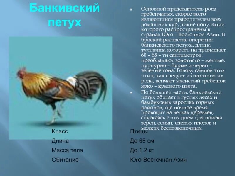 К какому типу относятся курица