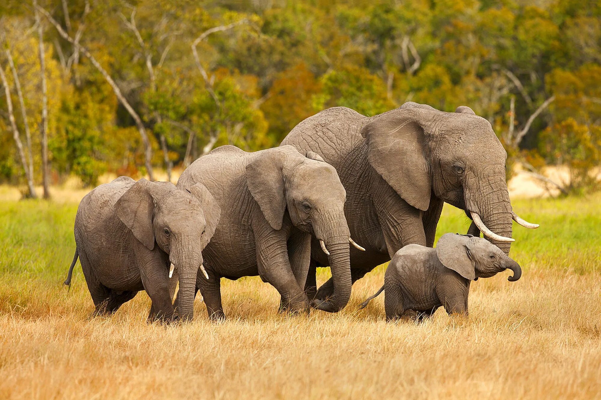 4 слоника. Африканский слон слон. Африканский кустарниковый слон. Африканский слон семья. Африканский саванный слон.