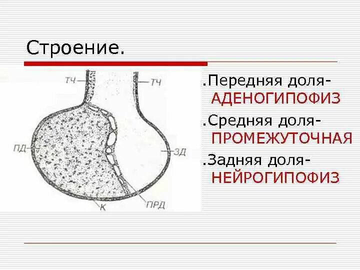 Гипофиз у животных. Гипофиз гистология препарат. Строение аденогипофиза препарат. Строение средней доли гипофиза. Гипофиз гистология препарат строение промежуточной доли.