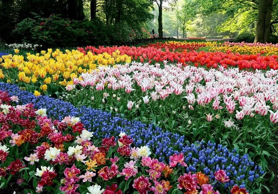 Сколько будут стоить тюльпаны в 2024. Кёкенхоф Нидерланды парк тюльпанов. Кёкенхоф Нидерланды парк тюльпанов 2023. Нидерланды парк цветов Кейкенхоф 2020. Кекенхоф парад тюльпанов.