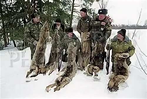 Чинетинский заказник алтайский край. Загонная охота на волка. Новгородские волки. Новгородские волки. Новгородские волки.