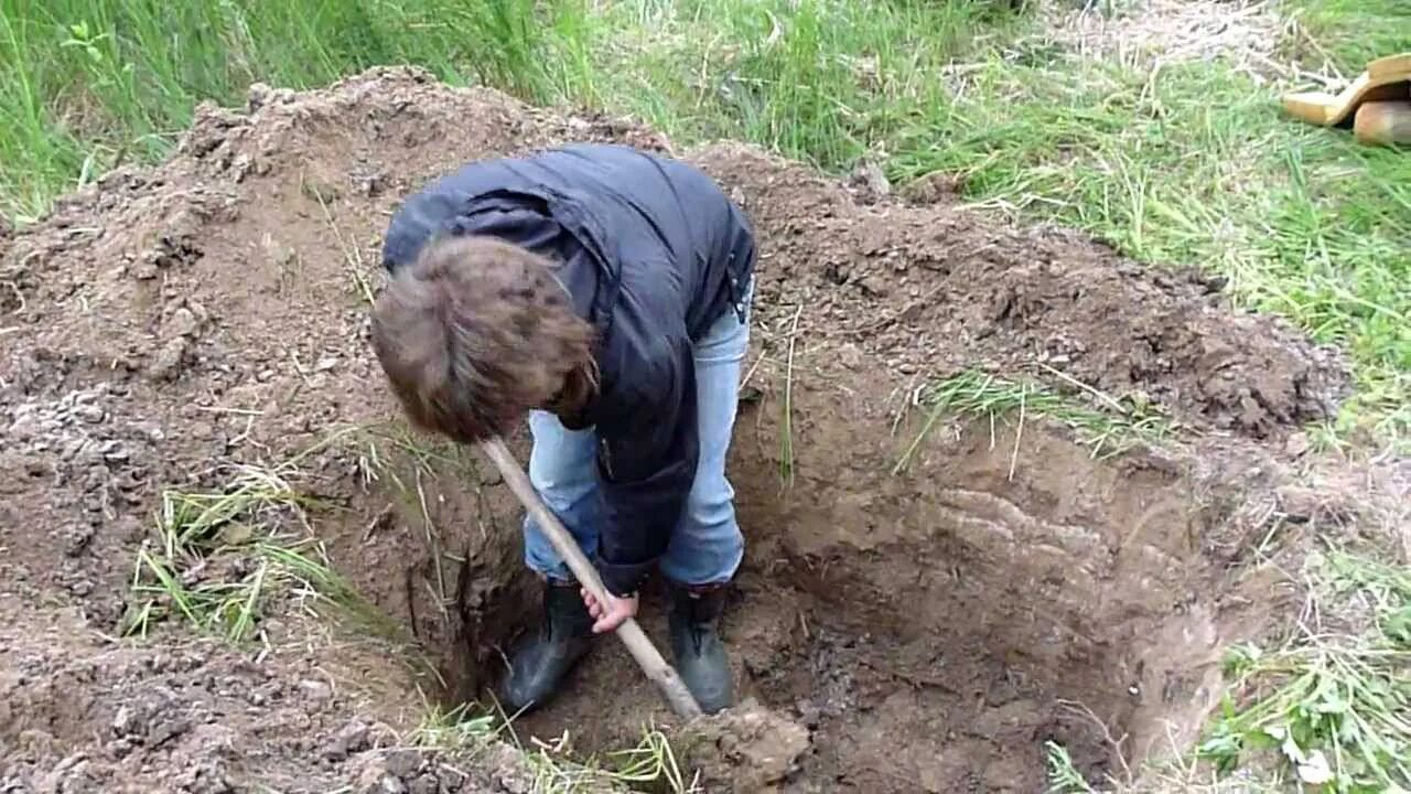 Некоторый ям