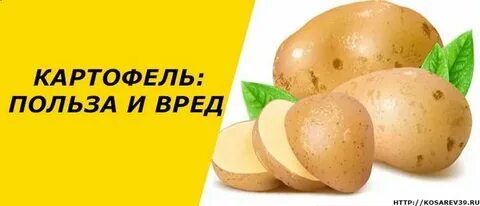 Картофель польза и вред
