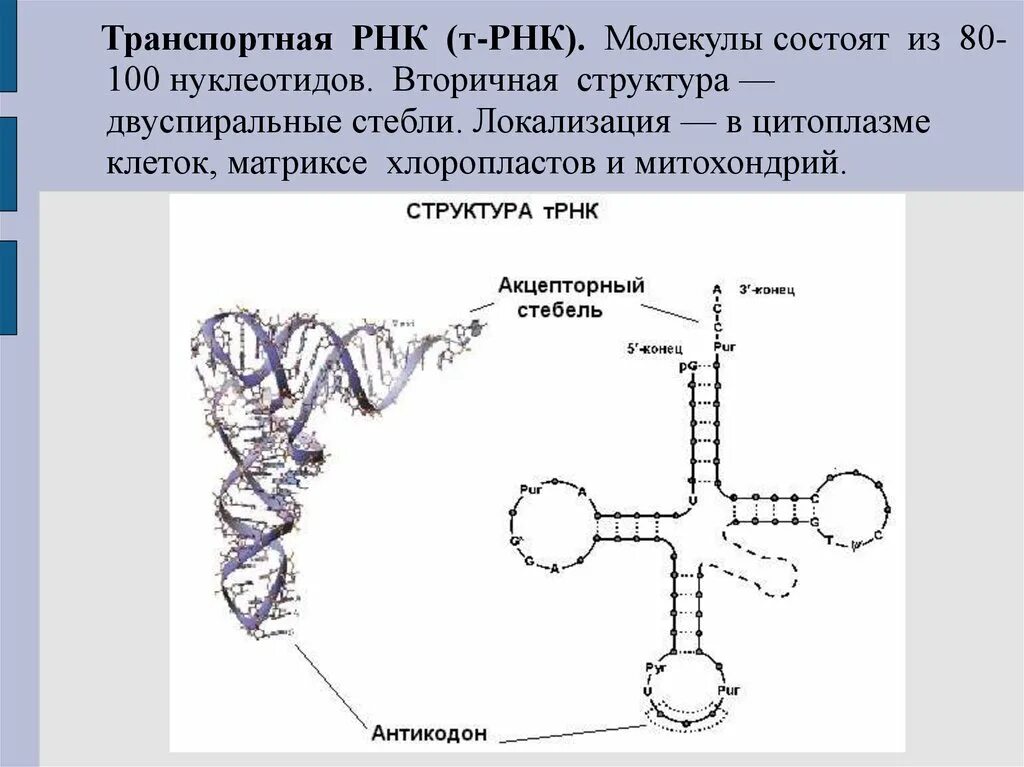 Вторичная структура молекулы ТРНК. Схема строения молекулы ТРНК. Строение молекулы транспортной РНК. Структура транспортной РНК.