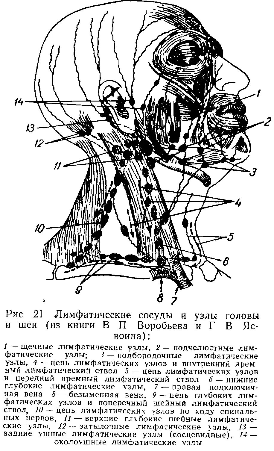 Схема лимфоузлов головы. Лимфатическая система человека схема голова. Лимфоузлы затылочной области анатомия. Лимфатическая система верхней и нижней челюсти.