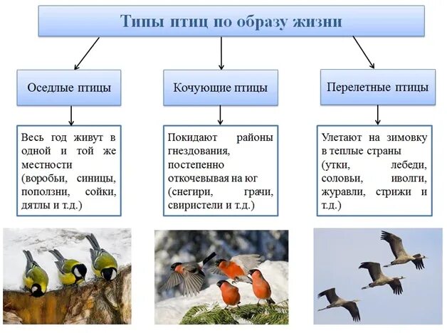 Приспособления к образу жизни птиц