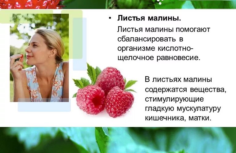 Малина листья лечебные