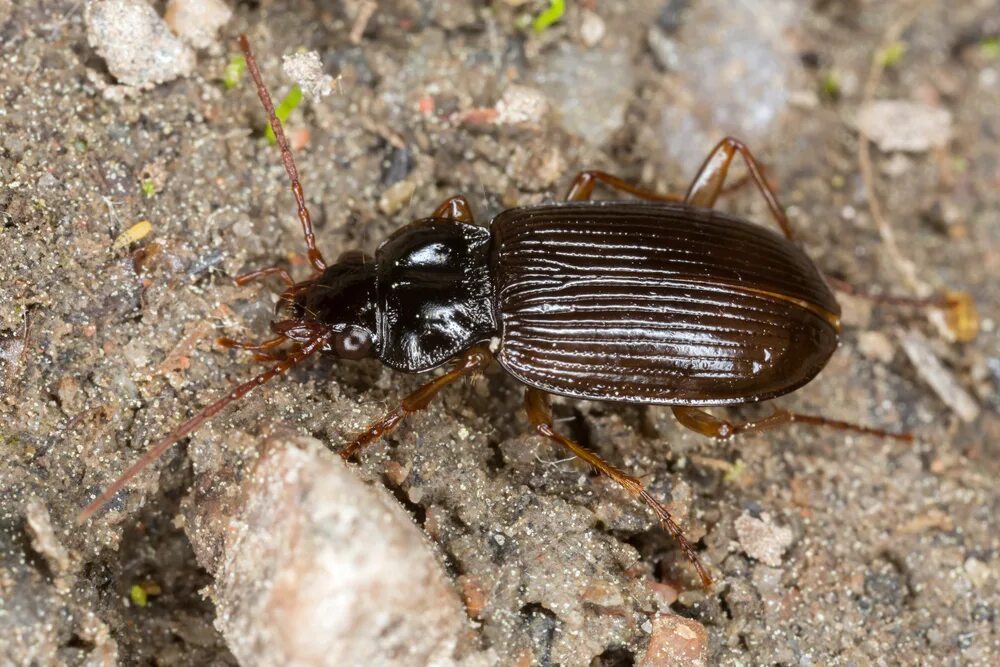 разновидность домашних жуков. жук кожеед черный. жук хлебный точильщик. жуки домашние фото. жук хрущевик черный малый.