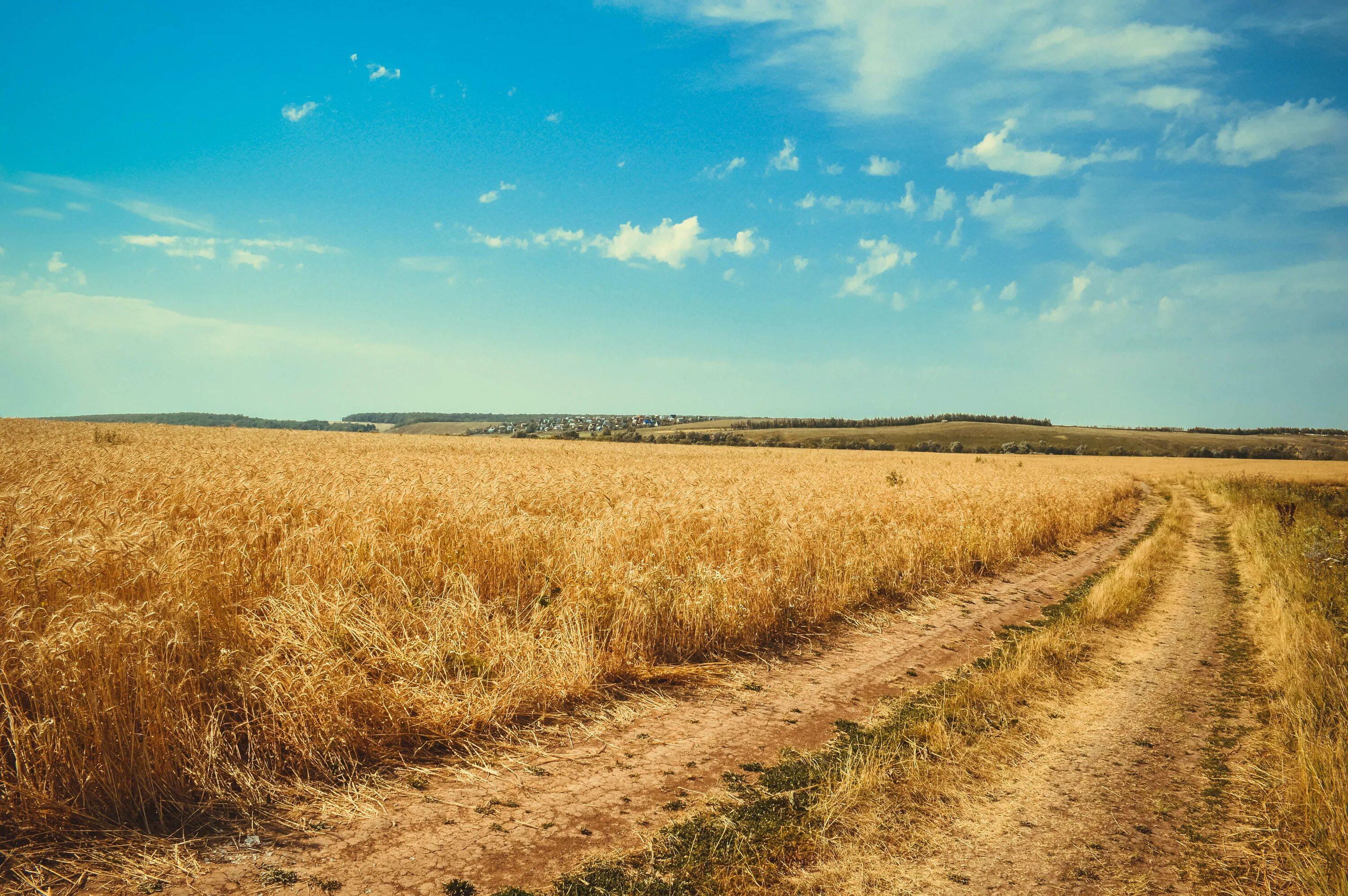 The road in the rye. Поле пшеницы. Степной пейзаж. Поле степь. Ржаное поле.