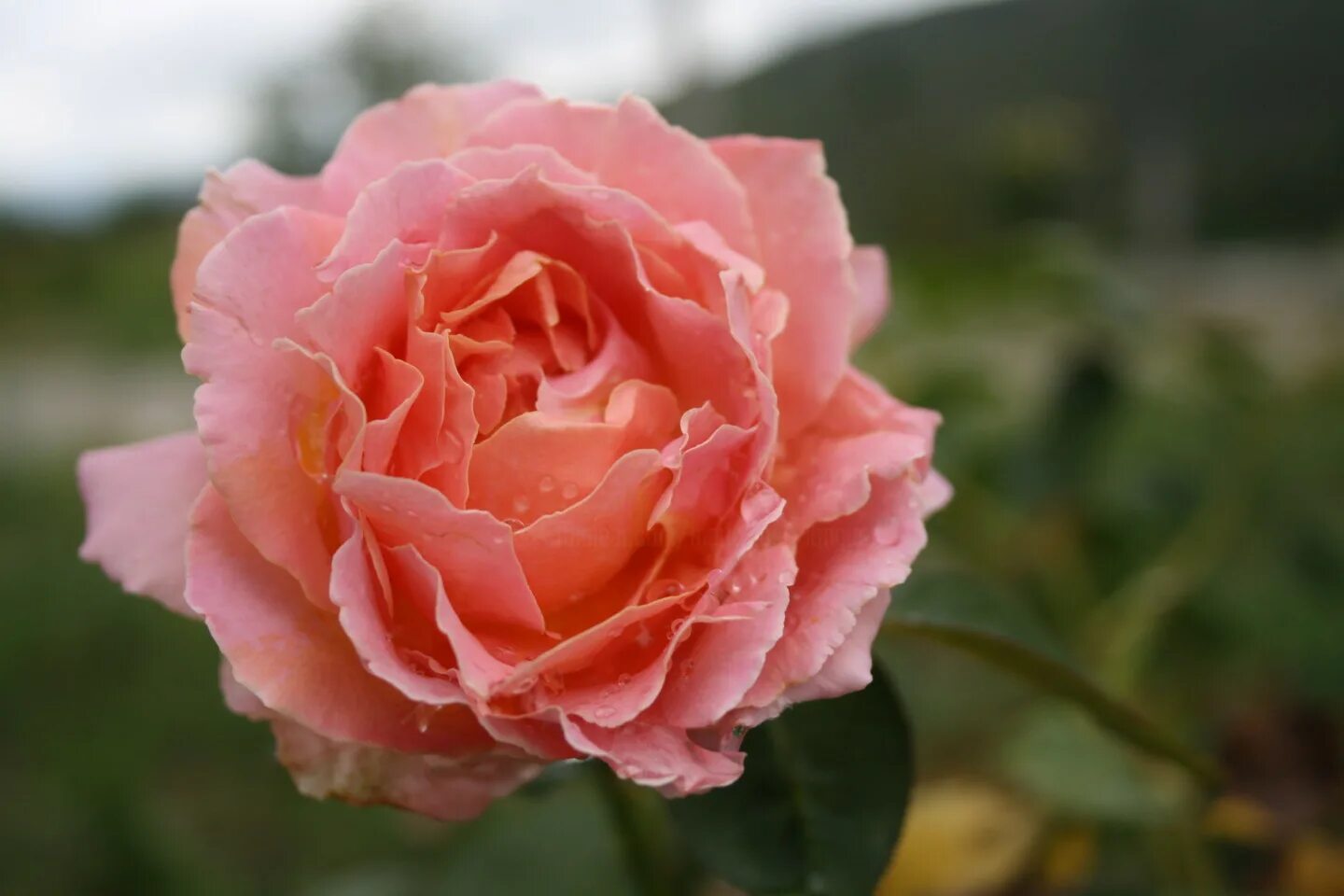 Розе де молинард. Роза ля роуз де молинар, дельбар. Роза ля роз де молинард. Ля роз де молинар (la rose de molinard). Роза сорт роуз де молинард.