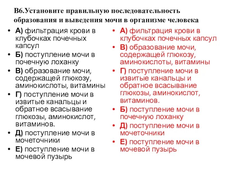 Последовательность движения мочи в организме человека