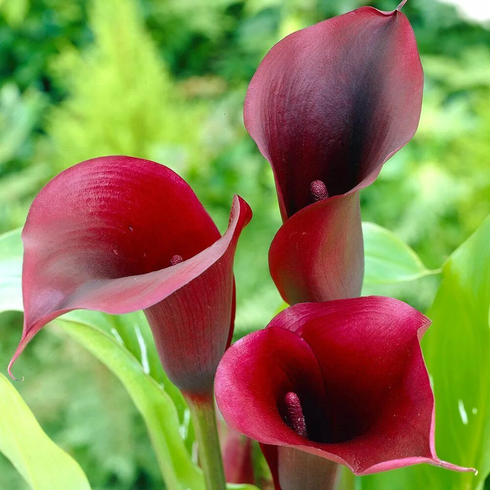 Калл бьюти. Калла Zantedeschia. Калла, Зантедеския, белокрыльник). Калла Лас Вегас. Зантедеския Ароидные.