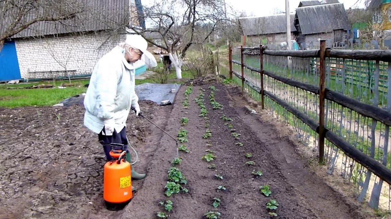 Чем обработать клубнику после весны. Опрыскивание земляники. Обработка клубники. Весенняя обработка клубники. Обработать клубнику весной.