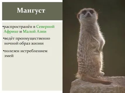 Определение слова мангуст в толковом словаре