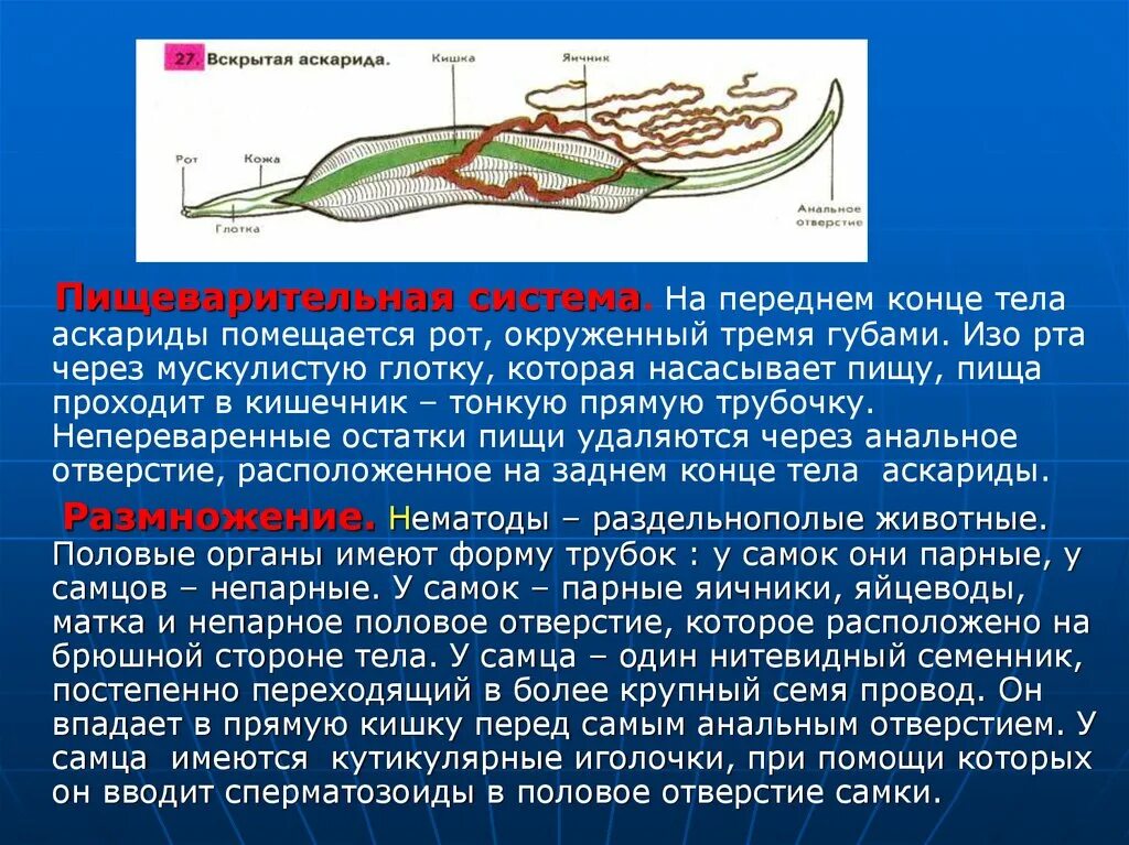 Круглые черви суждения. Пищеварительная система аскариды человеческой. Круглые черви пищеварительная система аскариды. Пищеварение человеческой аскариды. Пищеварение круглых червей.