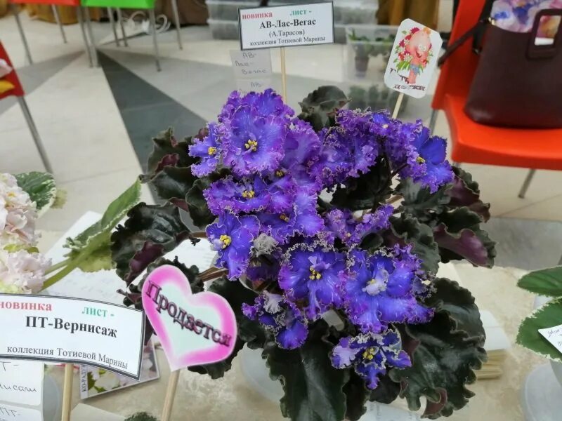 Выставка фиалок в кировском универмаге. Выставка фиалок в кировском универмаге. Выставка фиалок в кировском универмаге. Выставка фиалок в кировском универмаге. Фиалки выставка сибэнергомаш.