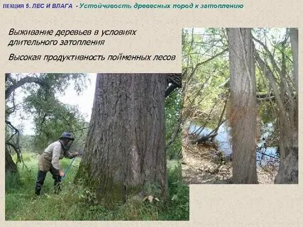 Дерево условий