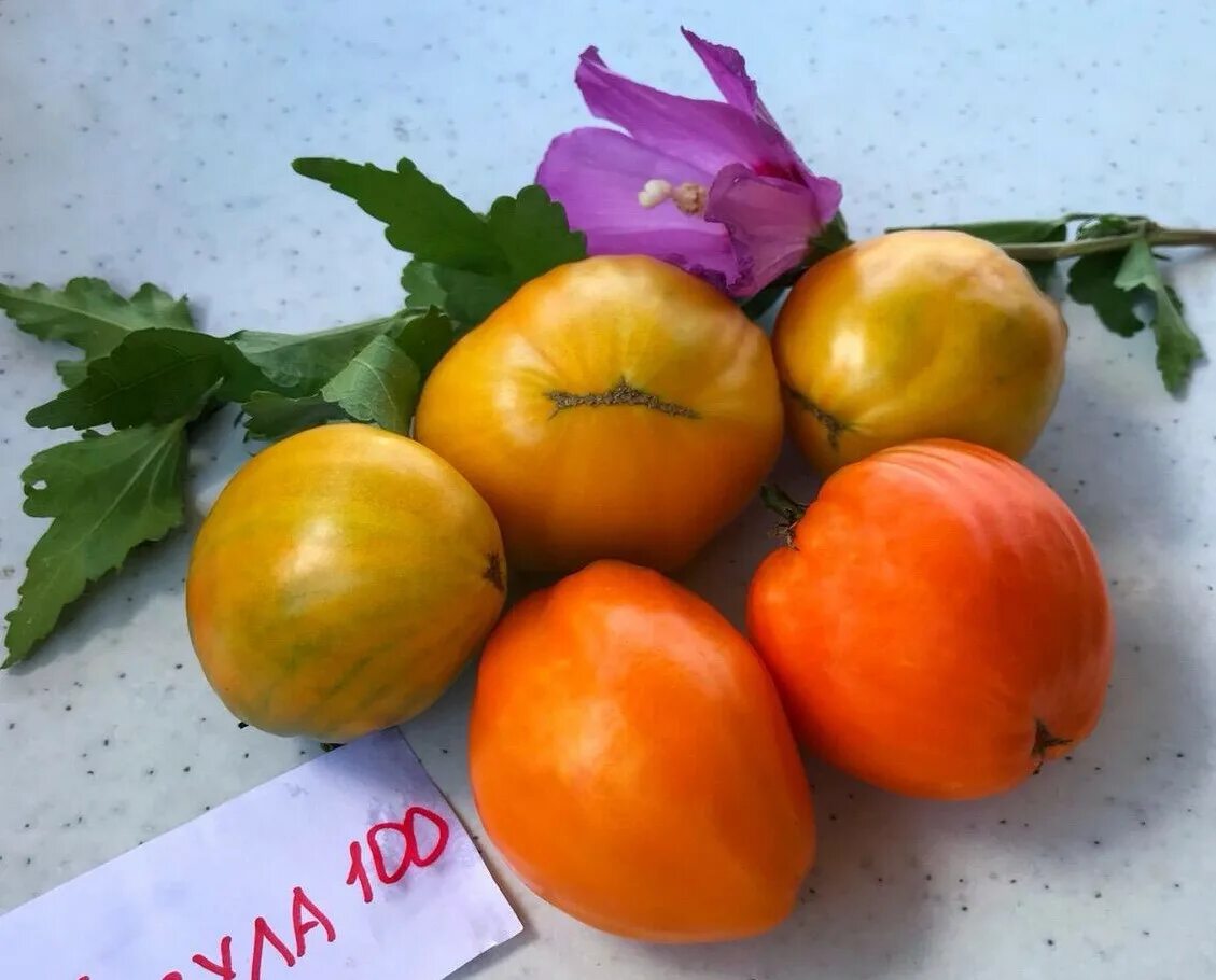 томат козула 179. томат козула 209. томат kozula 137. томат козула 186. сорт помидор козула 24.