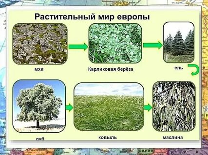 Растительный мир разных районов земли