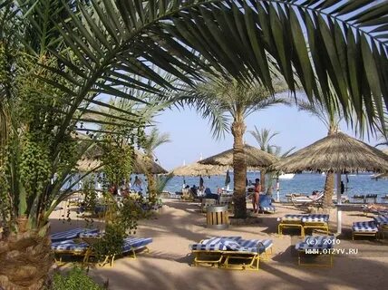Sharm dreams resort шарм эль шейх отзывы
