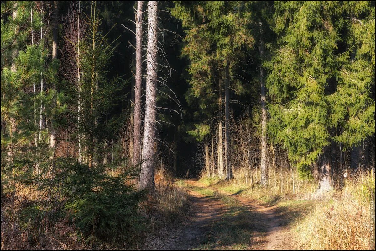 деревья в лесу. лесной относящийся к лесу. земли лесного фонда земные лесные земли. широколиственные леса картинки. категория земель земли лесного фонда.