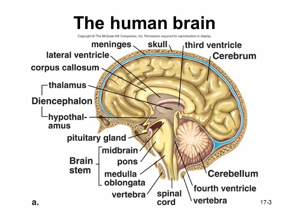 Human Brain structure. Physical structure of the Human Brain. Parts of the Brain.