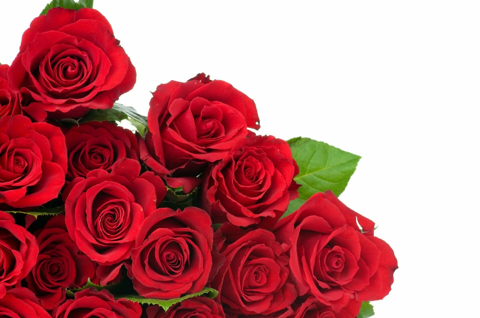 Красивый букет красных роз. Buket krasnix roz. Букет роз на прозрачном фоне.