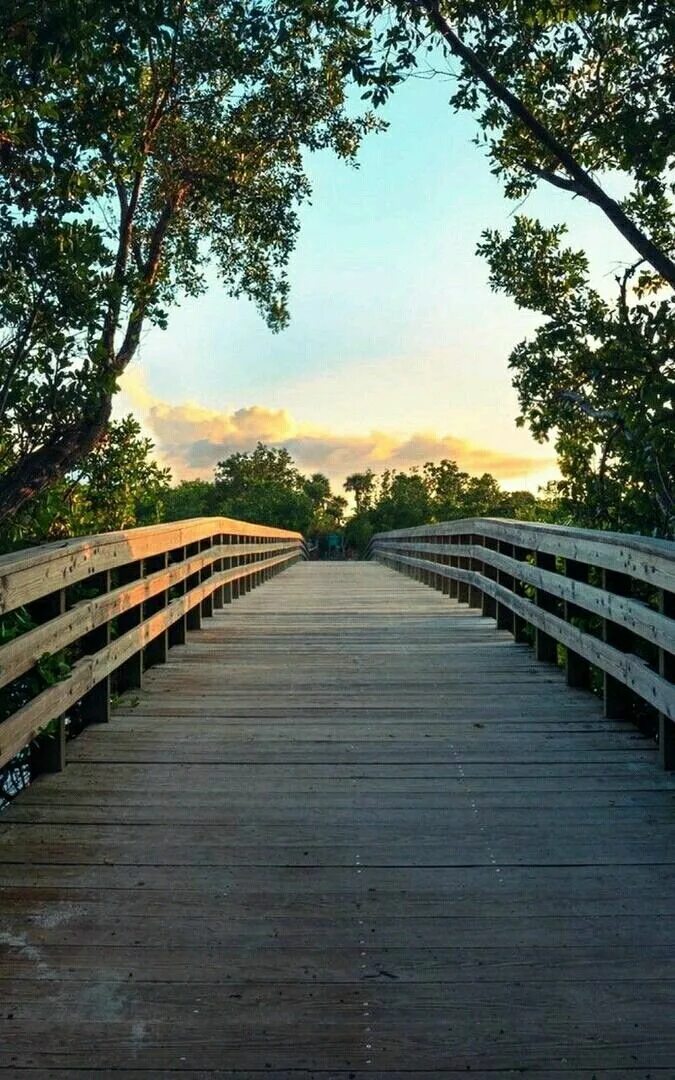 Фото для айфона на заставку. Аллея,мост к дому. Фотообои мост и дерево. В конце аллеи у моста.