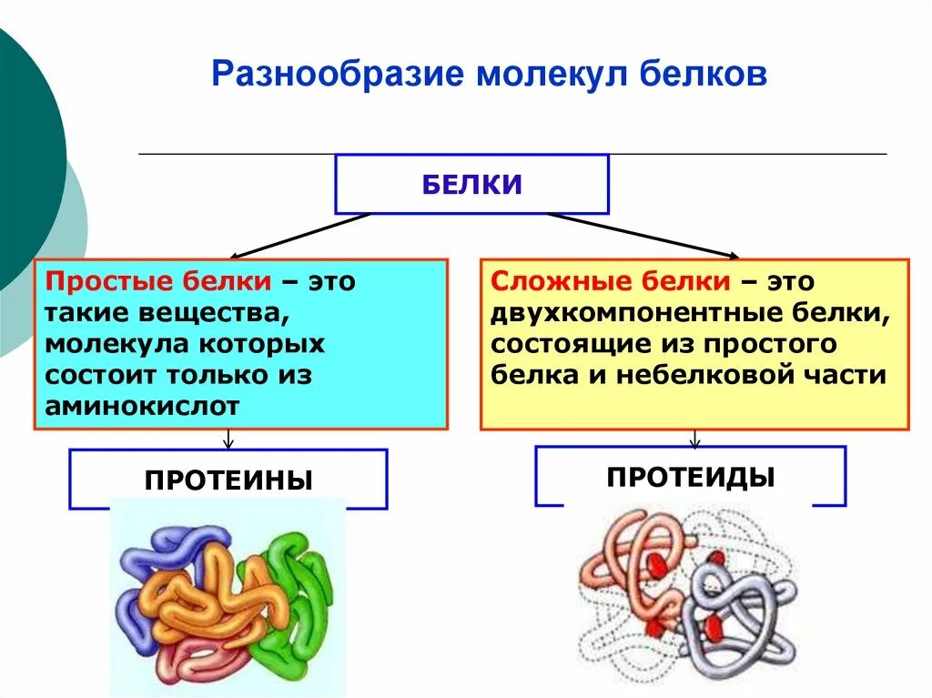 Разнообразие белков. Простые и сложные белки. Разнообразие белков биология. Белки органические вещества.