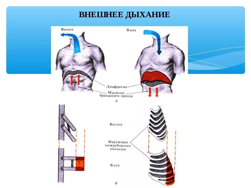 Межреберные мышцы дыхание. Дыхательная система механизм вдоха и выдоха. Наружные межреберные мышцы вдох и выдох. Внешнее дыхание.
