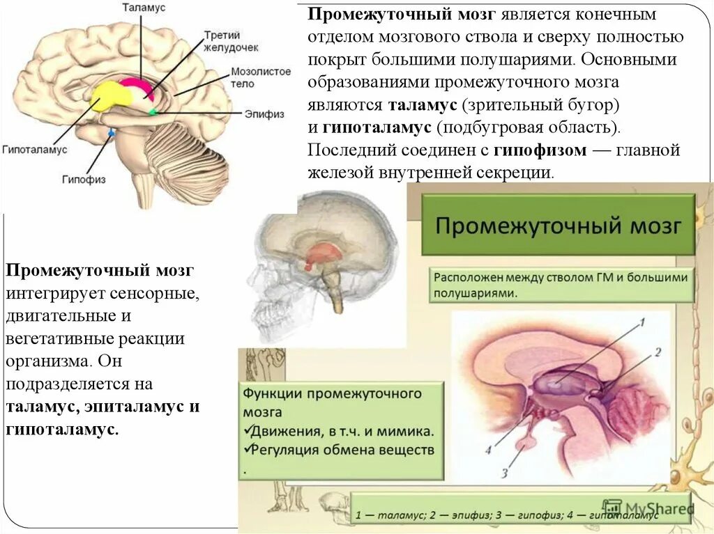 Структуры серого вещества промежуточного мозга. Промежуточный мозг структуры белого вещества. Белое вещество промежуточного мозга. Промежуточный мозг таламическая.